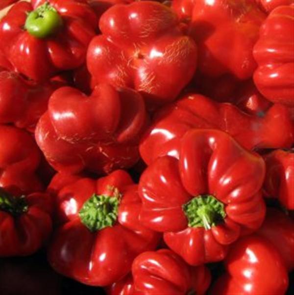 Pimento red tomato Italian sweet pepper 20 seeds